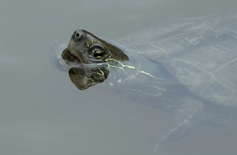 Hrvatska: Većina glavatih kornjača uginula zbog zaplitanja u ribarske mreže