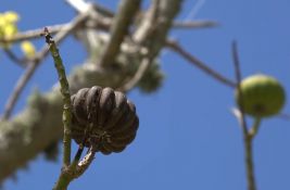 VIDEO: Ovo drvo ispaljuje semenke brzinom od 240 kilometara na sat