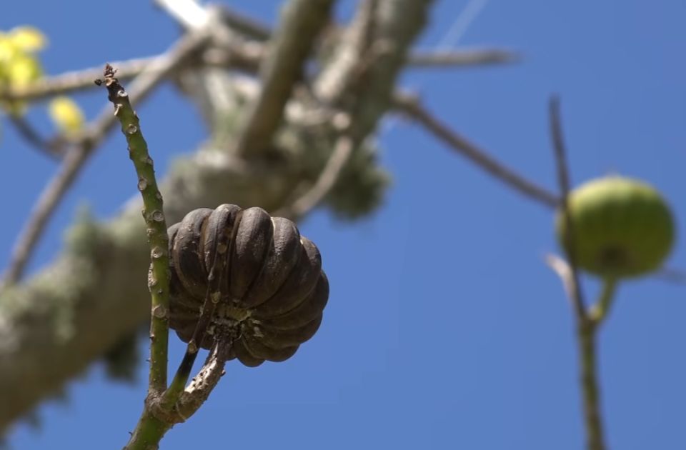 VIDEO: Ovo drvo ispaljuje semenke brzinom od 240 kilometara na sat