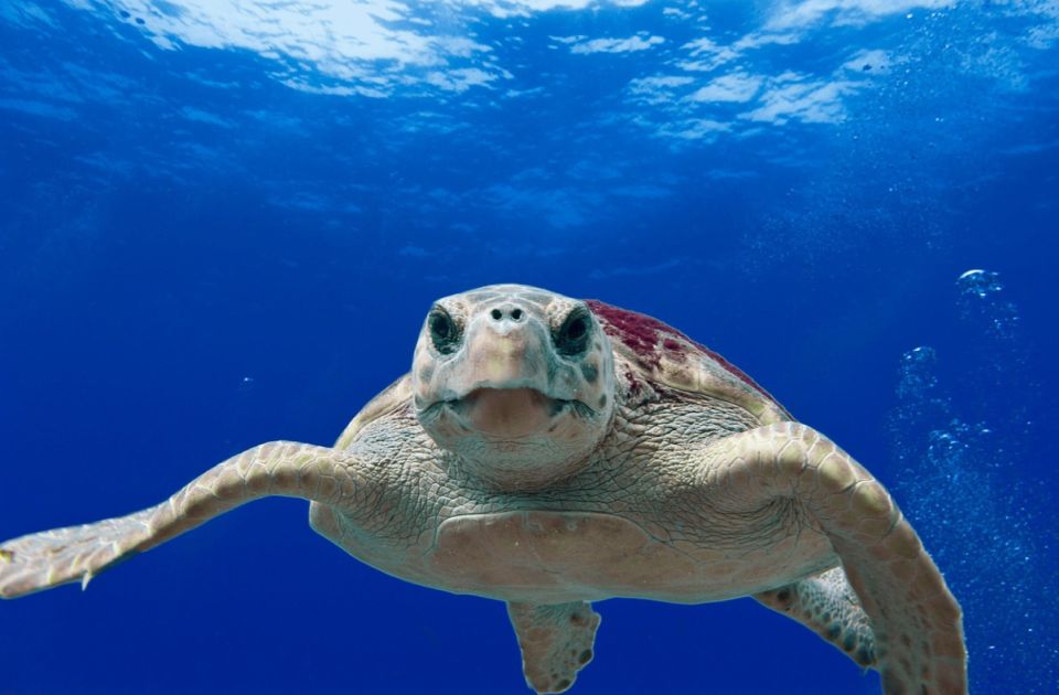 Kornjača u migracionoj ruti prešla 24.000 kilometara po Mediteranu