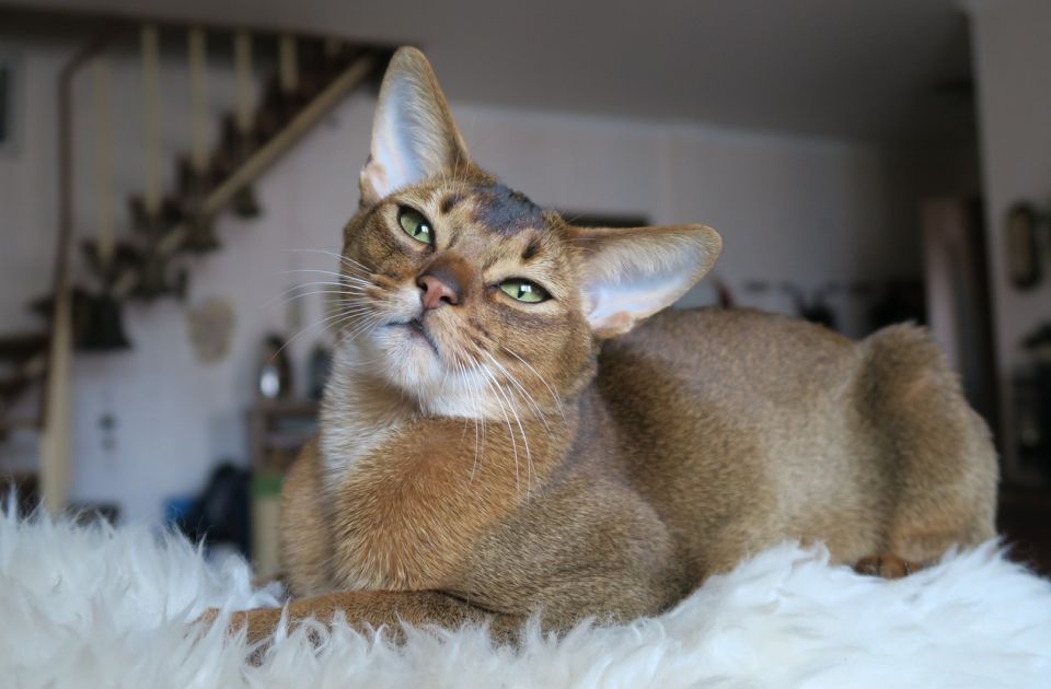 FOTO: Ovaj mačak proglašen je najboljim na svetu