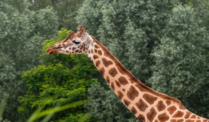 Broj žirafa se smanjio za 40 odsto