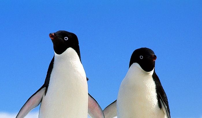 Broj pingvina na Antarktiku drastično opada