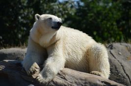 VIDEO: Zoo vrt u Pragu rashlađuje polarne medvede tonama leda 