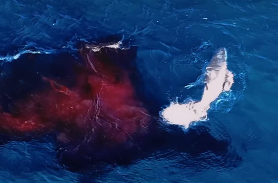 VIDEO Dron zabeležio "magičan trenutak": Grbavi kit okotio mladunče uz obalu Australije