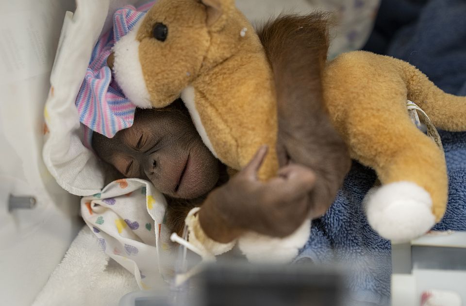 FOTO: U zoo vrtu na Floridi rođeno mladunče ugrožene vrste orangutana