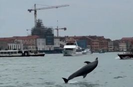 VIDEO: Delfin Mimo se vratio u vode Venecije samo par sati nakon što je odveden u otvoreno more