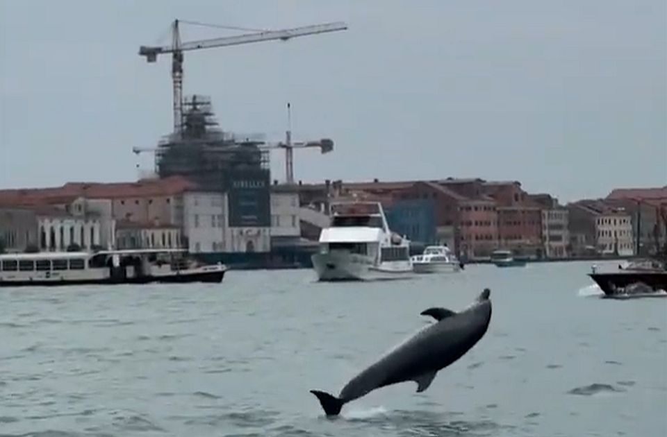 VIDEO: Delfin Mimo se vratio u vode Venecije samo par sati nakon što je odveden u otvoreno more