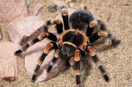 Više od 140 tarantula zaplenjeno na aerodromu u Bogoti