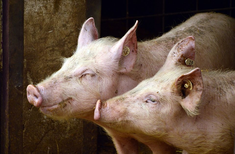 U Čačku proglašena epidemija afričke kuge svinja
