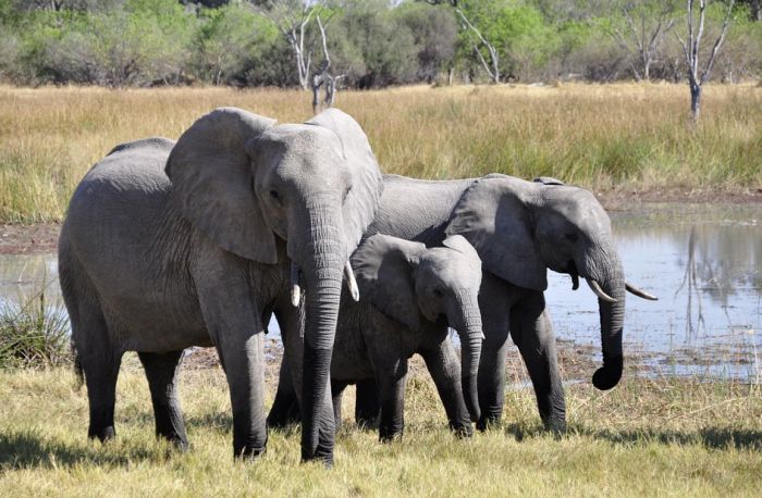 Bocvana planira ponovo da uvede lov na slonove, misle da ih ima previše