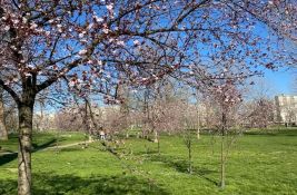 Prolećna sreda u Novom Sadu: Šta posetiti, šta izbeći i sve između?