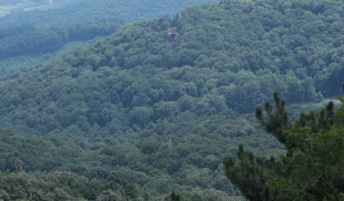 Stabla se našla na putu zip-lajna na Fruškoj gori, pa posečena