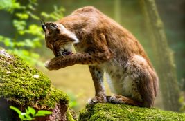 Danski zoo vrt pozvao građane da doniraju neželjene ljubimce kako bi nahranili risove