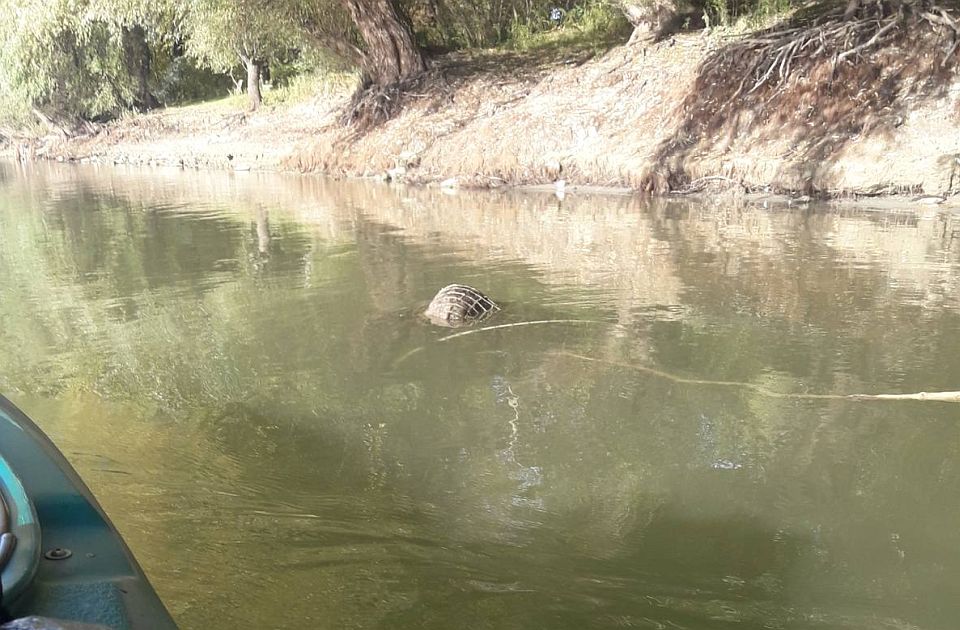 UZNEMIRUJUĆI VIDEO, FOTO: Mrtav dabar pluta Dunavom, upleten u mrežu krivolovaca