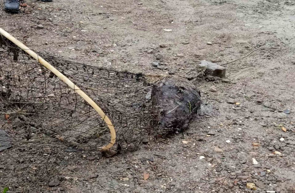 FOTO: Inspekcija uklonila mrtvu ženku dabra upletenu u krivolovačku mrežu, sledi prijava tužilaštvu