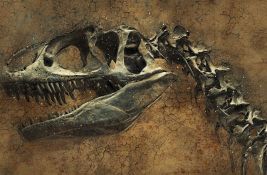 Nova vrsta dinosaurusa s oklopljenim telom otkrivena u Velikoj Britaniji