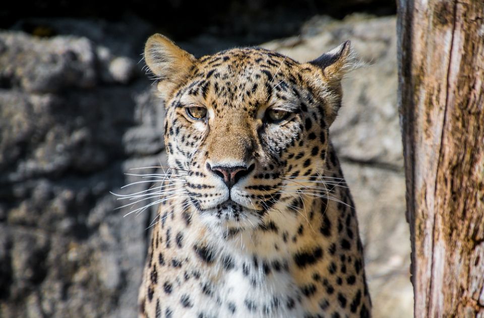Incidenti u Zoo vrtu na Paliću: Leopard usmrtio ženku, piton ubio majmuna