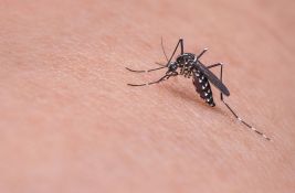 Istra pustila hiljade sterilnih komaraca da se izbori sa krvopijama