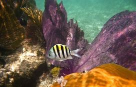 Možda otkrivene nove životinjske vrste u vodama Kariba