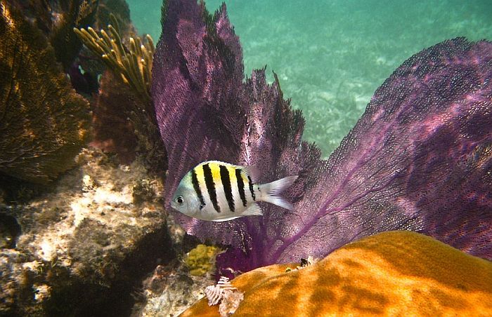 Možda otkrivene nove životinjske vrste u vodama Kariba