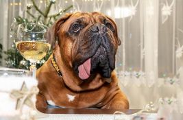 Novozelandska kompanija prodaje vino za kućne ljubimce