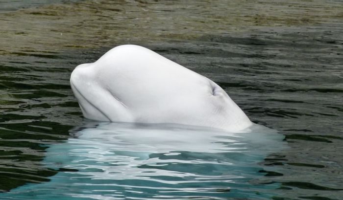 Pedeset beluga kitova biće pušteno na slobodu