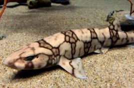 VIDEO: Upoznajte malu ajkulu koja svetli u mraku