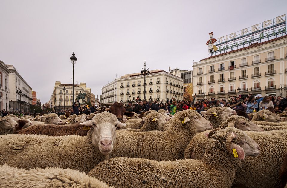 FOTO, VIDEO: Neobičan prizor na ulicama Madrida - ovce, i to u velikom broju