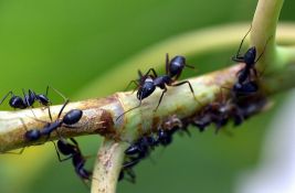 U Francuskoj otkrivena invazivna vrsta mrava iz Južne Amerike 