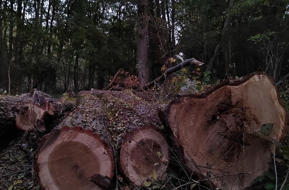 FOTO: Beogradska firma uprkos zabrani nastavila da seče šumu kod Kovina, meštani je danonoćno čuvaju