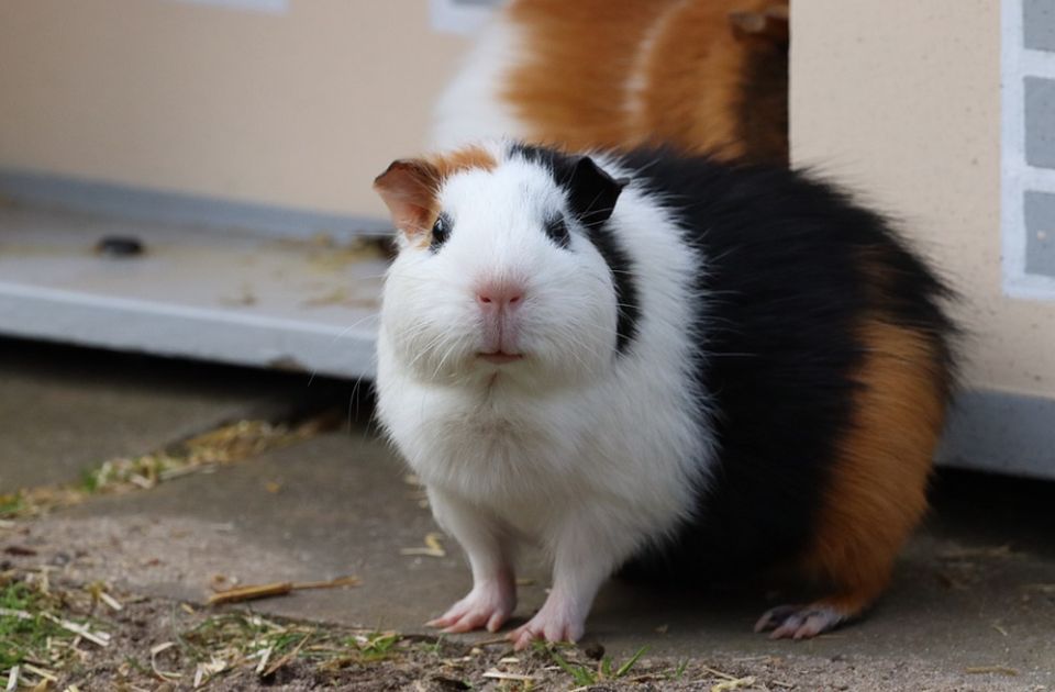 Neko je prošvercovao mužjaka morskog praseta 