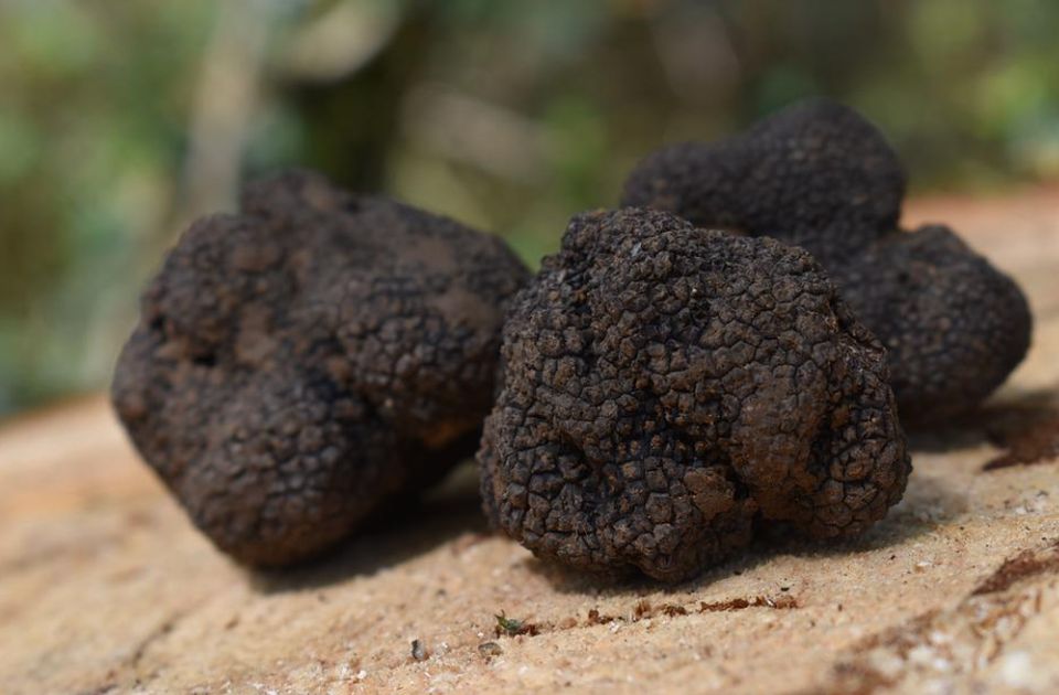 Cveta crno tržište tartufa u Srbiji, Fruška gora postala omiljeno mesto lovaca na skupocene gljive