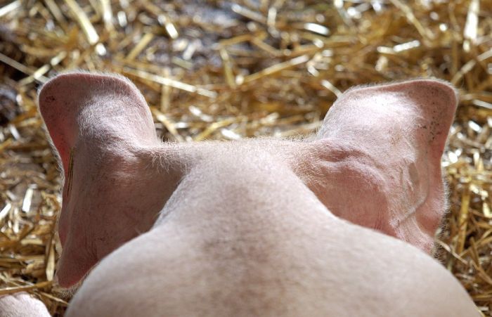 Blic: U decembru se ukida vakcinacija protiv svinjske kuge