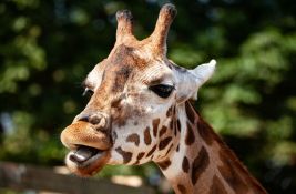 Najstariji evropski mužjak žirafe eutanaziran u bečkom Zoo vrtu