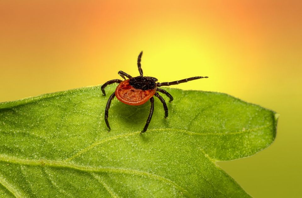 Od ujeda krpelja oboleo od tri različite bolesti