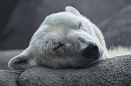 Prvi slučaj u svetu: Polarni medved uginuo od ptičjeg gripa 