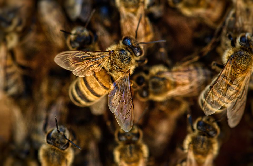 U Srbiji manji broj košnica zbog uginuća pčela, evropski problem zbog falsifikovanja meda
