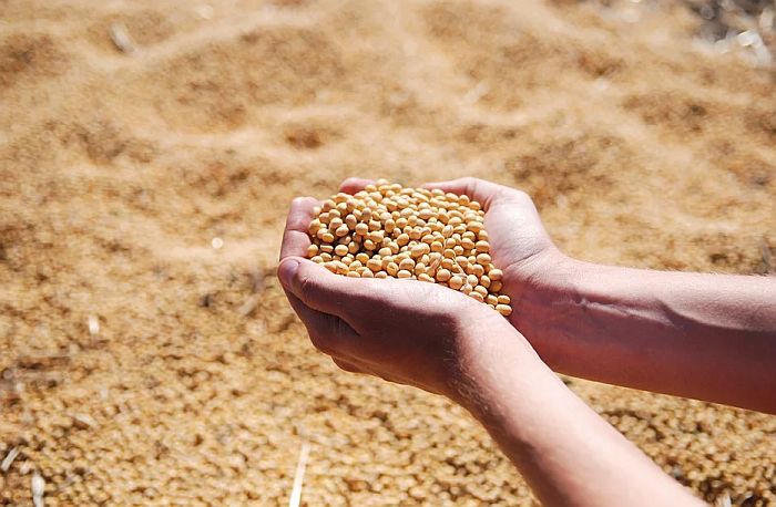 Ukrali 8,3 tone soje sa barže u Petrovaradinu