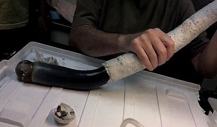 VIDEO: Pronađen džinovski brodski crv