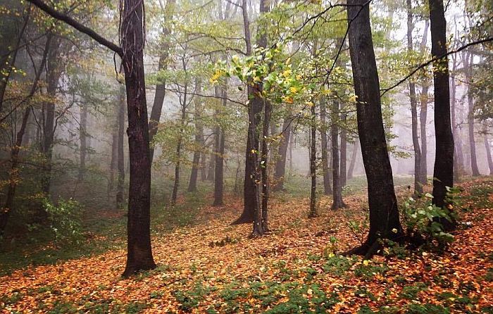 Akcija pešačenja "Da ne zaboravimo" u subotu na Fruškoj gori