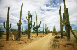 Globalno zagrevanje preti čak i kaktusima, i njima je pretoplo
