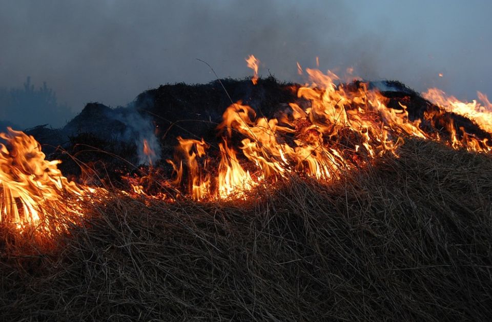 Lokalizovan požar na Kopaoniku, sumnja se na nemar turista ili berača borovnica