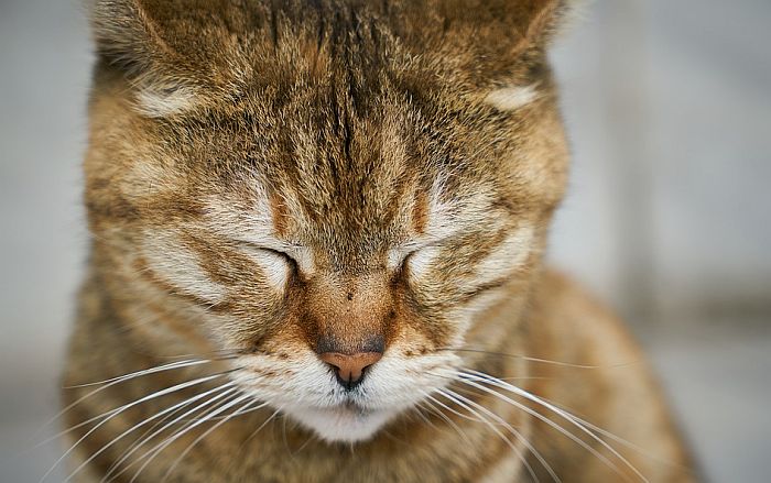 Kako prepoznati depresiju kod mačaka?