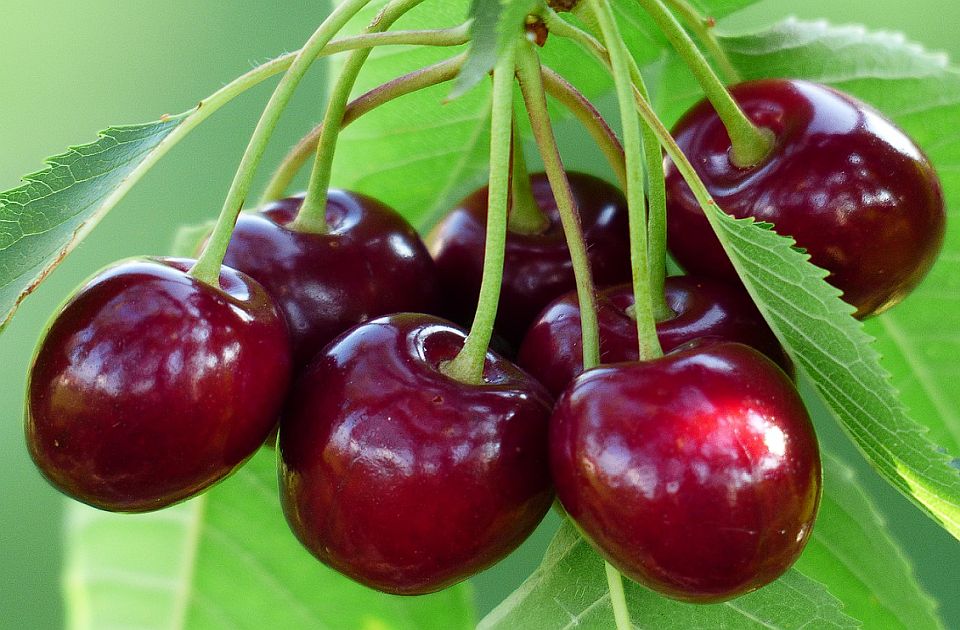 Cena trešanja na novosadskim pijacama: Skupo gde god da odeš