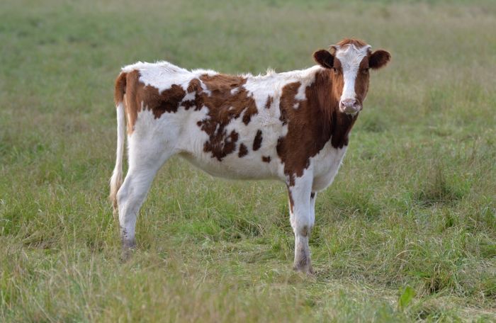 "Lukava" krava pre šest meseci pobegla u šumu, niko ne može da je uhvati 
