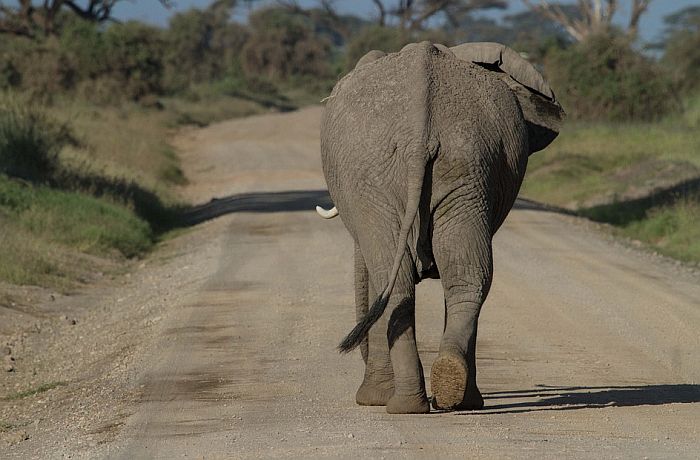 U Zimbabveu pronađeno 11 uginulih slonova 