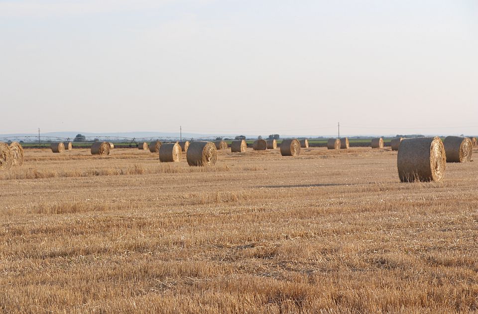 Paori iz nužde seju pšenicu i u startu gube: Između loše politike i borbe
