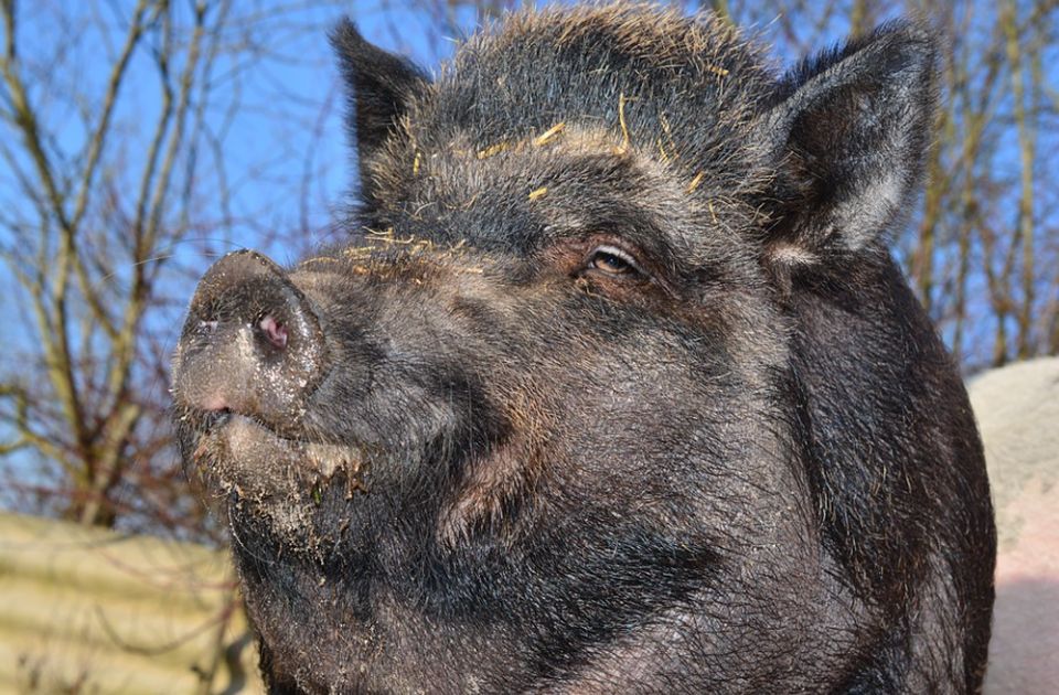 Zoo vrt traži novo ime za vepra Putina jer "nijedna svinja ne zaslužuje to ime"