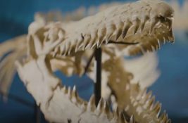 VIDEO Pronađen fosil nepoznate vrste dinosaurusa: U čeljustima još imao ostatke svog poslednjeg obroka